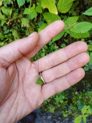 Synchytrium decipiens