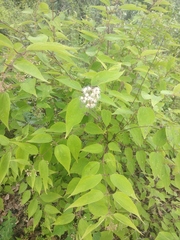 Ageratina areolaris