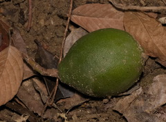 Melodinus suaveolens
