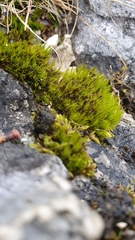 Flexitrichum flexicaule