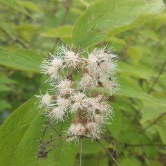 Ageratina areolaris