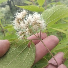 Ageratina areolaris