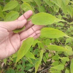 Ageratina areolaris