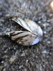 Dreissena polymorpha