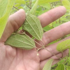 Ageratina areolaris