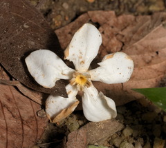Melodinus suaveolens