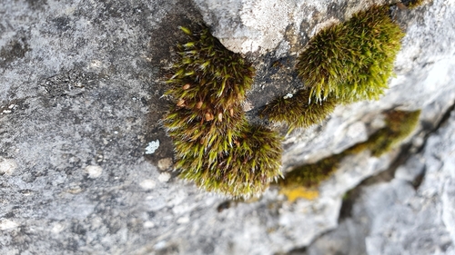 Elegant Grimmia (Schistidium elegantulum)