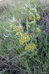 Pachycarpus dealbatus