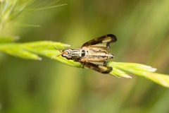 Dorycera grandis