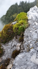 Flexitrichum flexicaule