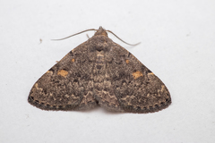 Idia aemula