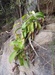 Nepenthes mirabilis