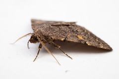 Idia aemula