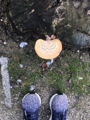 Cerioporus squamosus