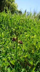 Ophrys sphegodes atrata