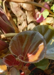 Begonia semperflorens-cultorum