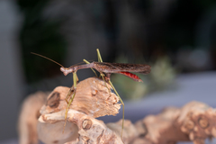 Stagmomantis carolina