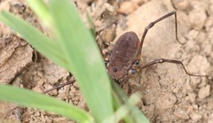 Hadrobunus maculosus