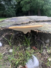 Cerioporus squamosus