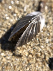 Dreissena polymorpha