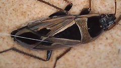 Xanthochilus