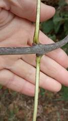 Fraxinus pennsylvanica