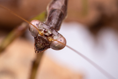Stagmomantis carolina