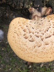 Cerioporus squamosus