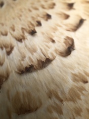 Cerioporus squamosus