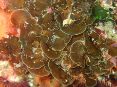 Exallosorus harveyanus