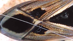 Xanthochilus