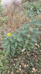 Helianthus tuberosus
