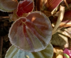 Begonia semperflorens-cultorum