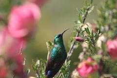 Cinnyris chalybeus chalybeus