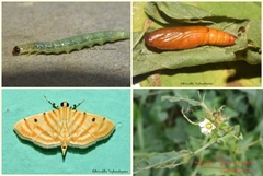 Notarcha tigrina