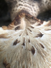 Cerioporus squamosus