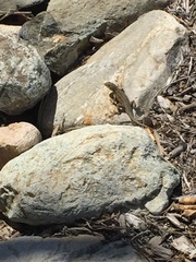 Sceloporus occidentalis