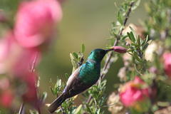 Cinnyris chalybeus chalybeus