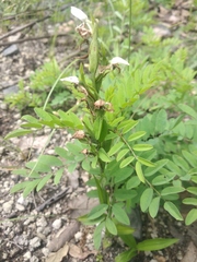 Habenaria entomantha