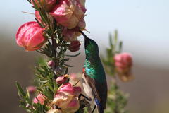 Cinnyris chalybeus chalybeus