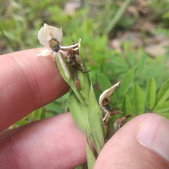 Habenaria entomantha