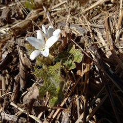 Cnidoscolus albomaculatus