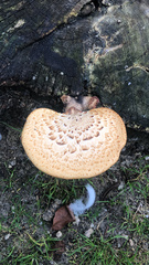 Cerioporus squamosus