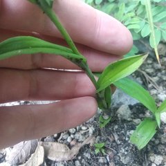 Habenaria entomantha
