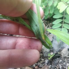Habenaria entomantha