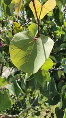 Cercis siliquastrum