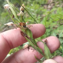 Habenaria entomantha