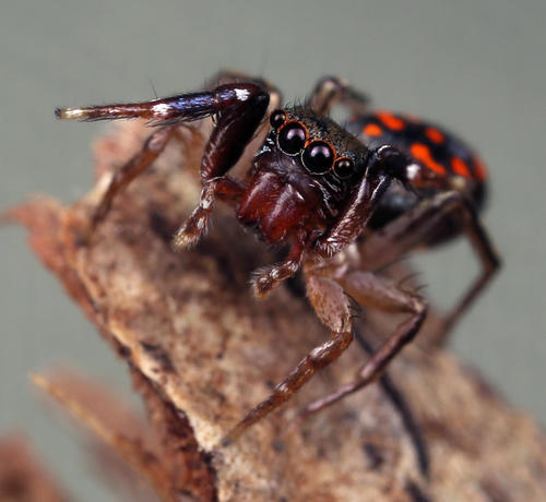 Natta Jumping Spider