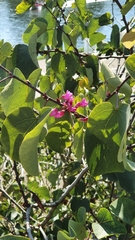 Cercis siliquastrum