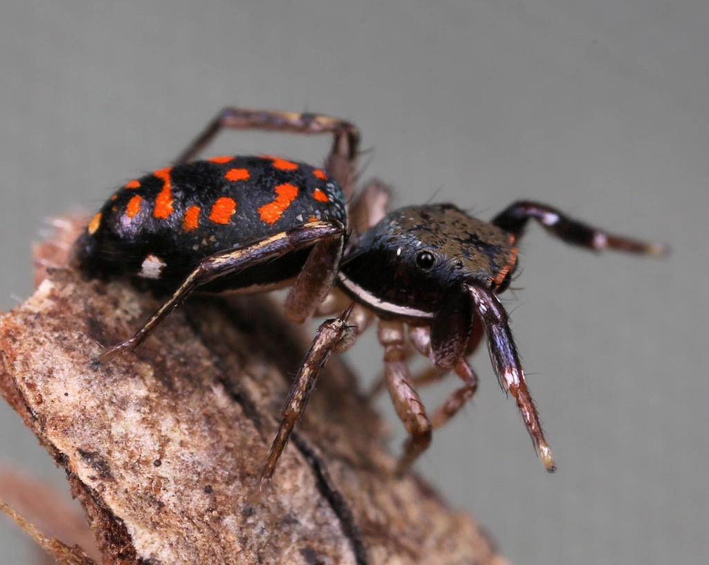 Natta Jumping Spider